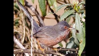 Chant de la fauvette pitchou  Song of the pitchou warbler songbirds birds bird oiseaux fyp [upl. by Crenshaw]