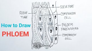 How To Draw Phloem Diagram  Phloem Tissue Drawing [upl. by Lipman106]