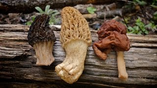 Morel Mushrooms 101 How to Safely Identify and Harvest Morels [upl. by Arikihs]