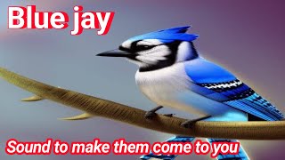 Blue jay Sound to make them come to you  American Bird [upl. by Persis]