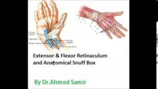 Anatomy  E amp F Retinaculum and Anat Snuff Box  DrAhmed Sameir [upl. by Hoxie]