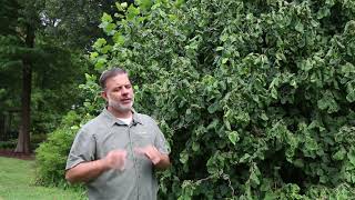 Harry Lauders walking stick Corylus avellana Contorta  Plant Identification [upl. by Sinnylg]