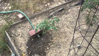 Free Garden Water  Irrigation with AC Condensation [upl. by Doralia]