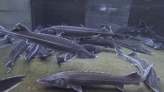 NATURAL Sturgeon Farmin in Japan  Tasty Fish Farmed and Processed [upl. by Eiduam]