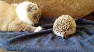 ORIGINAL VIDEO Kitty sits on hedgehog [upl. by Yehs]