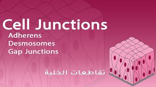 Cell Junctions Adherens Desmosomes Gap Junctions  شرح بالعربي [upl. by Ahola38]