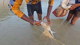 जाल से सिंघाड़ा मछली पकड़ने का आसान तारिका  Easy Way To Catch Water Chestnut Fish With Bet [upl. by Adnesor]