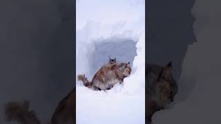 Gatti Pazzi per la Neve Risate AssicurateGattiDivertentiNeveMagicaMomentiFelini [upl. by Nosila]