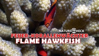 FeuerKorallenwächter  Flame Hawkfish [upl. by Stanzel]