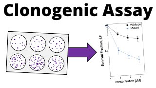 Clonogenic Cell Survival Assay Colony Formation Assay [upl. by Nylzaj]