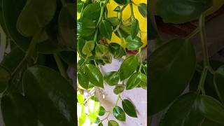 How to care and propagate peperomiaserpens peperomia gardenplants vines motivation plants [upl. by Keifer]