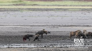 Hyenas Feeding on Live Hyena [upl. by Akfir]