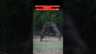 Wildlife Fights  Wild boars Fighting Parr2 I Fighting Wild Boars wildlife animals warthogs [upl. by Aiet]