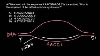 How to find sequence of synthesized mRNA [upl. by Atsedom124]