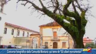 Un concorso fotografico indetto dalla Comunità Montana Vallo di Diano sugli alberi monumentali [upl. by Zilevi]