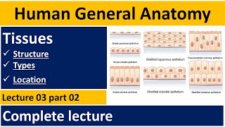 What are Tissue Tissue of human body  Human Anatomy Lectures  Tissues In Urdu  BSN Lectures [upl. by Engen]