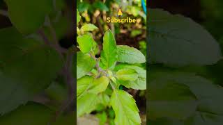 vastutips astrology धन upay viralvideo shortvideo like trending plants share youtubeshort [upl. by Gabrielson]