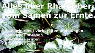 Rhabarber  Vom Samen zur Ernte [upl. by Verras]