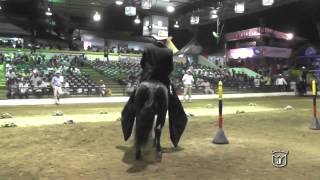 MANTO SAGRADO DE SAN CAYETANO GRAN CAMPEÓN Paso fino colombiano Montería grado A 2015 [upl. by Arjun]