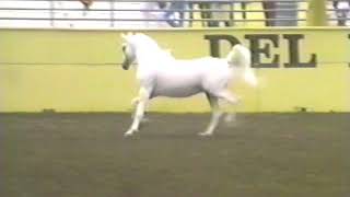 Amurath Bandolero Freestyle Liberty DAHA Show 51792 [upl. by Roper]