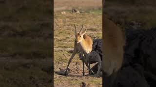 Reedbuck amp Oxpeckers shorts kenyawildlife kenyansafari africanwildanimals [upl. by Bibby]