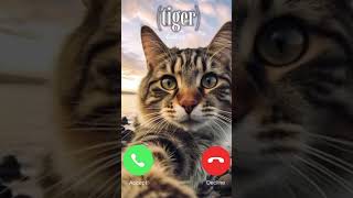 Cats ringtone  cats status ytshorts youtubeshorts cat shorts viral [upl. by Ttenyl]