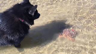 Schipperke dog finds a crab Crab makes escape [upl. by Rehptsirhc940]