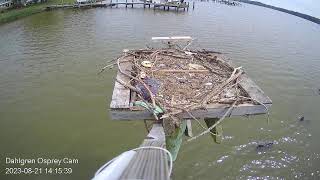 Dahlgren Osprey Cam Live Stream [upl. by Birch]