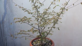 How to deal with Bonsai leaves burnt by sun  Part 1 [upl. by Hun]