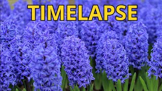 Hyacinth blooming TIME LAPSE [upl. by Aneehsit]