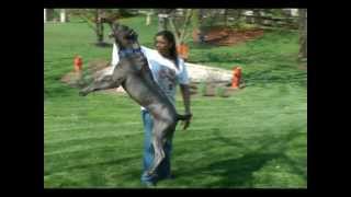 Cane Corso Jumping [upl. by Blodgett799]