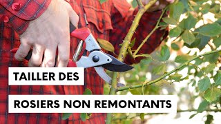 Mes secrets pour réussir la taille des rosiers non remontants [upl. by Cypro756]