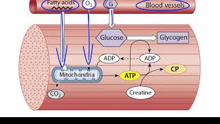 ATP Production in Skeletal Muscle [upl. by Razaele73]