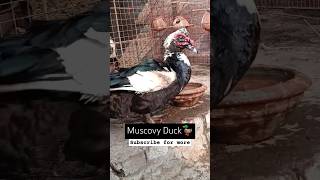 Muscovy Duck 🦆 Breed From Mexico ducks ducksvideo kidsvideo [upl. by Sousa73]