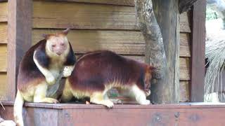 Goodfellows Tree Kangaroos having a snack [upl. by Nnylcaj]