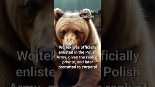 Wojtek the Bear Who Became a Soldier europehistory WWII WeirdHistory WarAnimals historyfacts [upl. by Eartnoed]