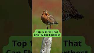 Top 10 Birds with the Longest Flight Ranges [upl. by Etnomed796]