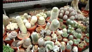 Dutch Cactus Nursery [upl. by Aleac859]