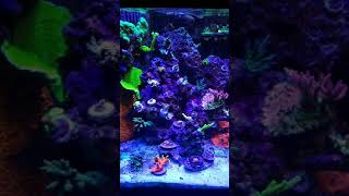 Saltwater reef aquarium 75g 020919 sps dominant [upl. by Ursas]