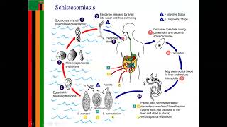 Did you know these 5 things about schistosomiasis [upl. by Euqinomad]