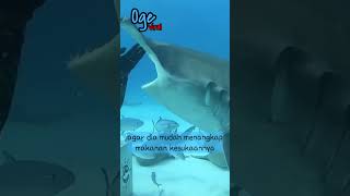 kenapa kepala hiu martil bentuknya lebar dan gepeng shorts hammerheadshark shark [upl. by Ayiotal]