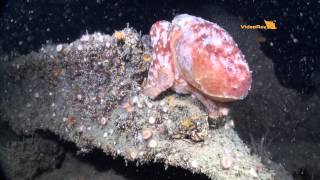 VideoRay Pro 4 HD ROV Explores RMS Lusitania Debris Field [upl. by Basham]