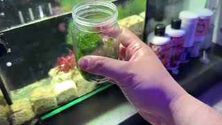 Adding Sea Lettuce to My Refugium  Waterbox 1054 Frag Aquarium Reef Tank [upl. by Ohcirej]