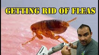 How to get rid of fleas in your home [upl. by Shaylyn]