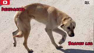 Story of the dog that got shot and has 3 legs [upl. by Lounge]