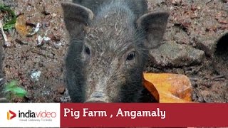 Pig Farm Angamaly  India Video [upl. by Abrahams]