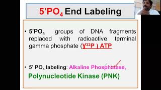 5 phosphate DNA labeling Probe preparation and end labeling [upl. by Waynant]