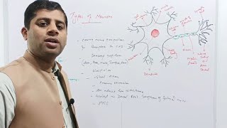 Neurons  Types of Neurons  Sensory motor and interneurons [upl. by Henrique]