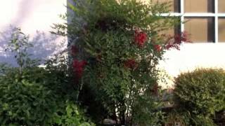 Nandina domestica  Heavenly BambooSacred Bamboo [upl. by Eniamej]