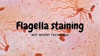 Flagella Staining  WetMount Procedure Ryu method [upl. by Anilecram]